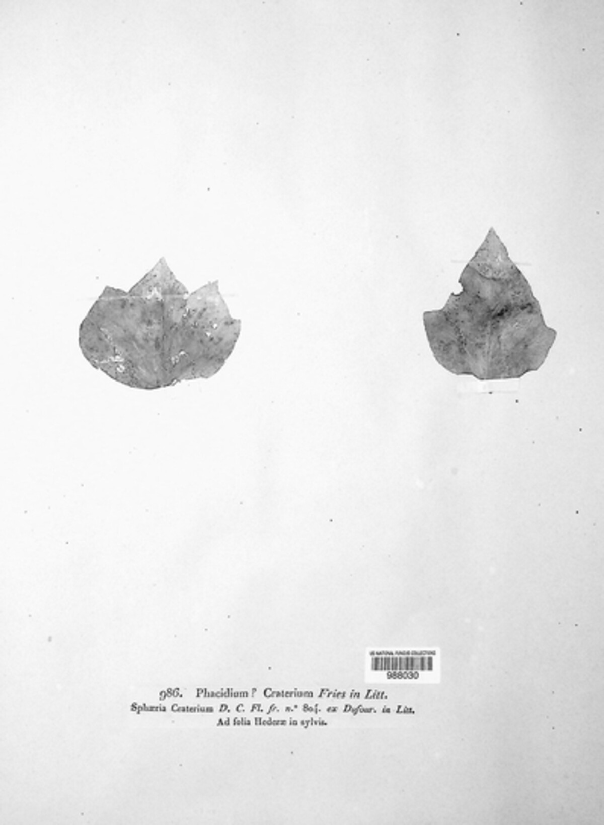 Phacidium craterium image